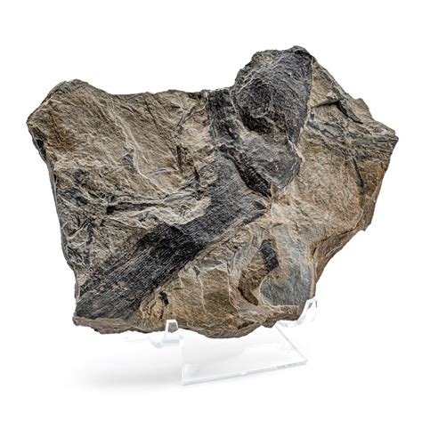 carboniferous fossils microsauria